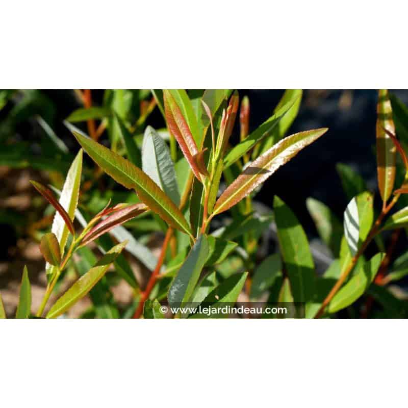 SALIX irrorata SALIX irrorata