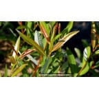 SALIX irrorata SALIX irrorata