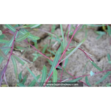 SALIX purpurea \'Nancy Saunders\' - Saule pourpre / Osier rouge