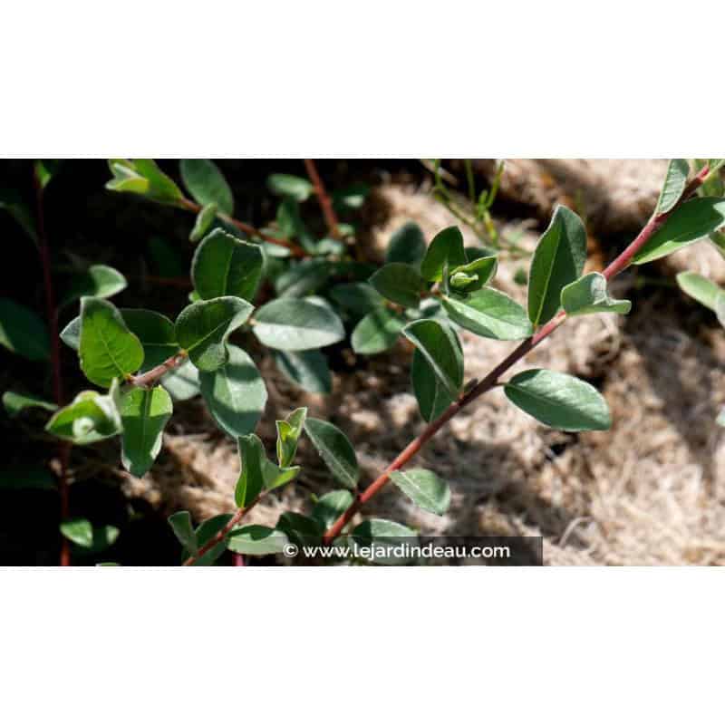 SALIX repens 'Nitida' SALIX repens 'Nitida'
