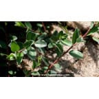 SALIX repens 'Nitida' SALIX repens 'Nitida'