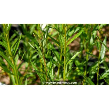 SALIX triandra - Saule à 3 étamines / Saule amandier / Osier brun