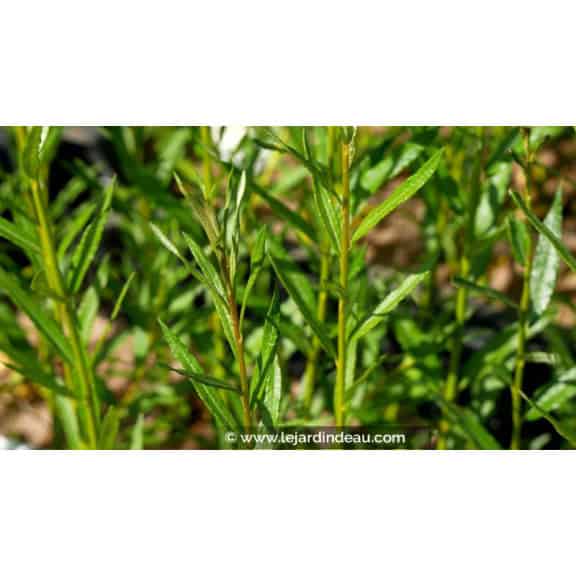 SALIX triandra