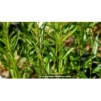 SALIX triandra SALIX triandra