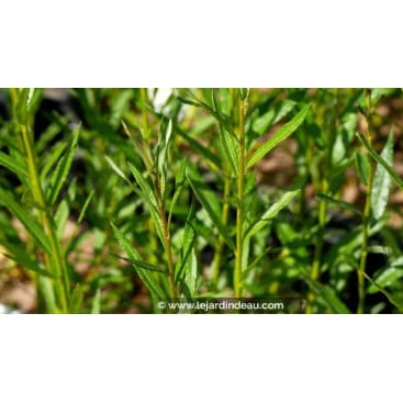 SALIX triandra - Saule à 3 étamines / Saule amandier / Osier brun