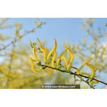 SALIX triandra \'Semperflorens\' - Saule à 3 étamines / Saule amandier / Osier brun