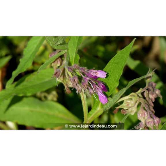 SYMPHYTUM officinale