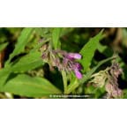 SYMPHYTUM officinale SYMPHYTUM officinale