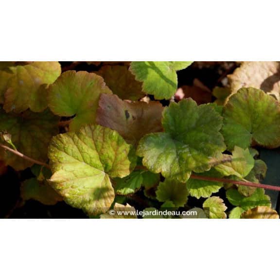 TELLIMA grandiflora