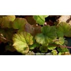 TELLIMA grandiflora TELLIMA grandiflora