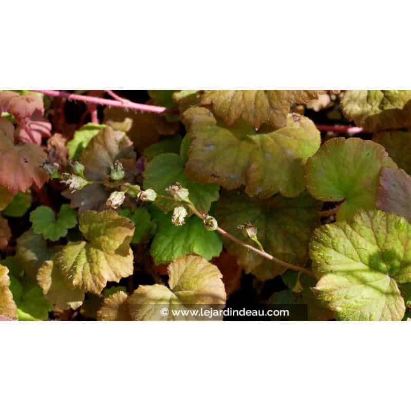 TELLIMA grandiflora TELLIMA grandiflora