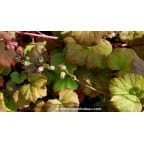 TELLIMA grandiflora TELLIMA grandiflora