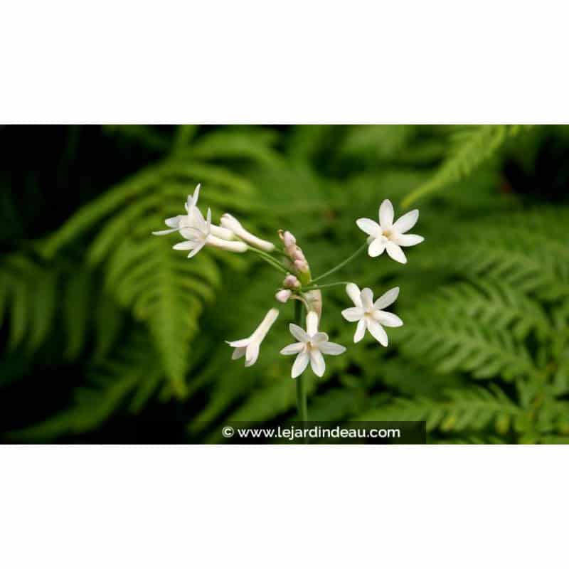 TULBAGHIA violacea 'Alba' TULBAGHIA violacea 'Alba'