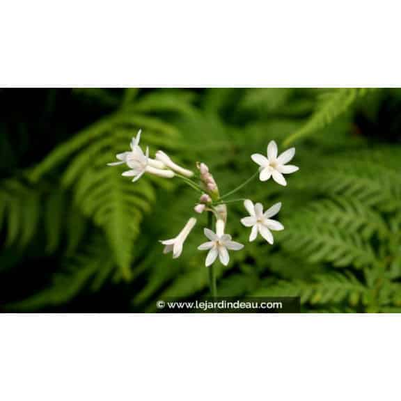 TULBAGHIA violacea 'Alba'