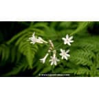 TULBAGHIA violacea 'Alba' TULBAGHIA violacea 'Alba'