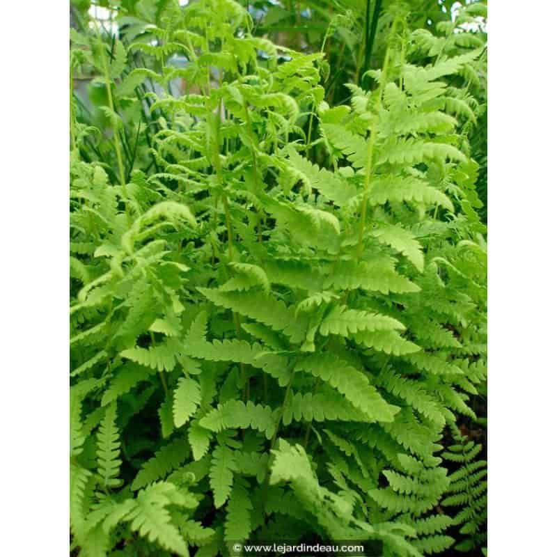 THELYPTERIS palustris THELYPTERIS palustris