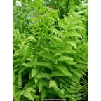 THELYPTERIS palustris THELYPTERIS palustris