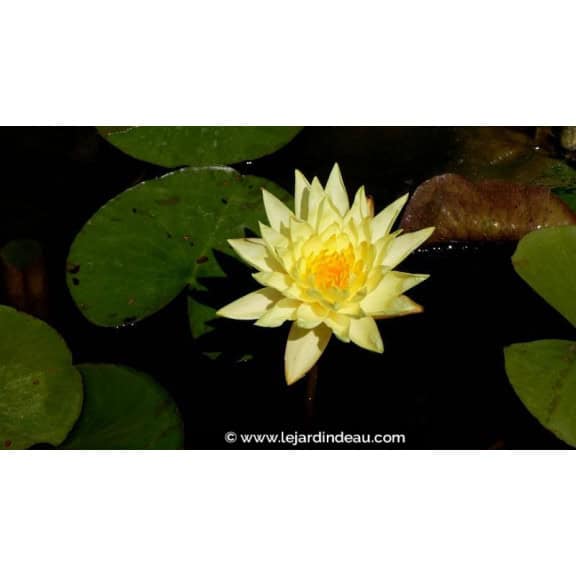 NYMPHAEA 'Joey Tomocick'