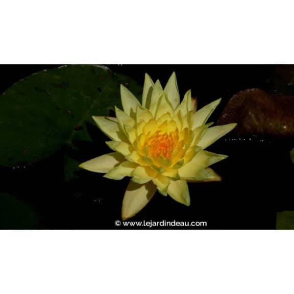 NYMPHAEA 'Joey Tomocick'