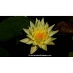 NYMPHAEA 'Joey Tomocick' NYMPHAEA 'Joey Tomocick'