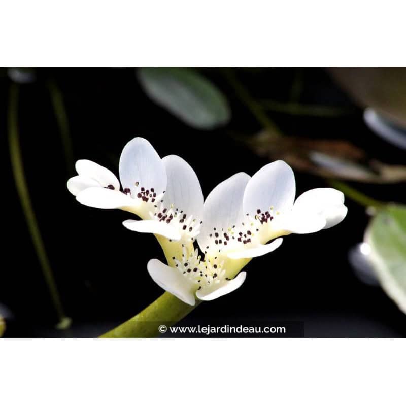 APONOGETON distachyos APONOGETON distachyos