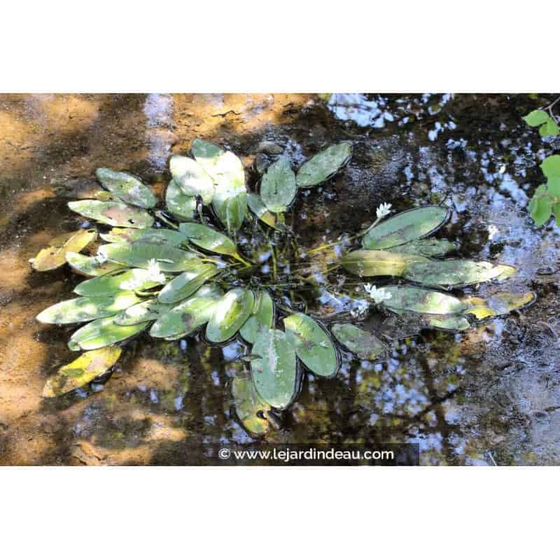 APONOGETON distachyos APONOGETON distachyos