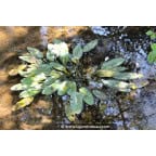APONOGETON distachyos APONOGETON distachyos
