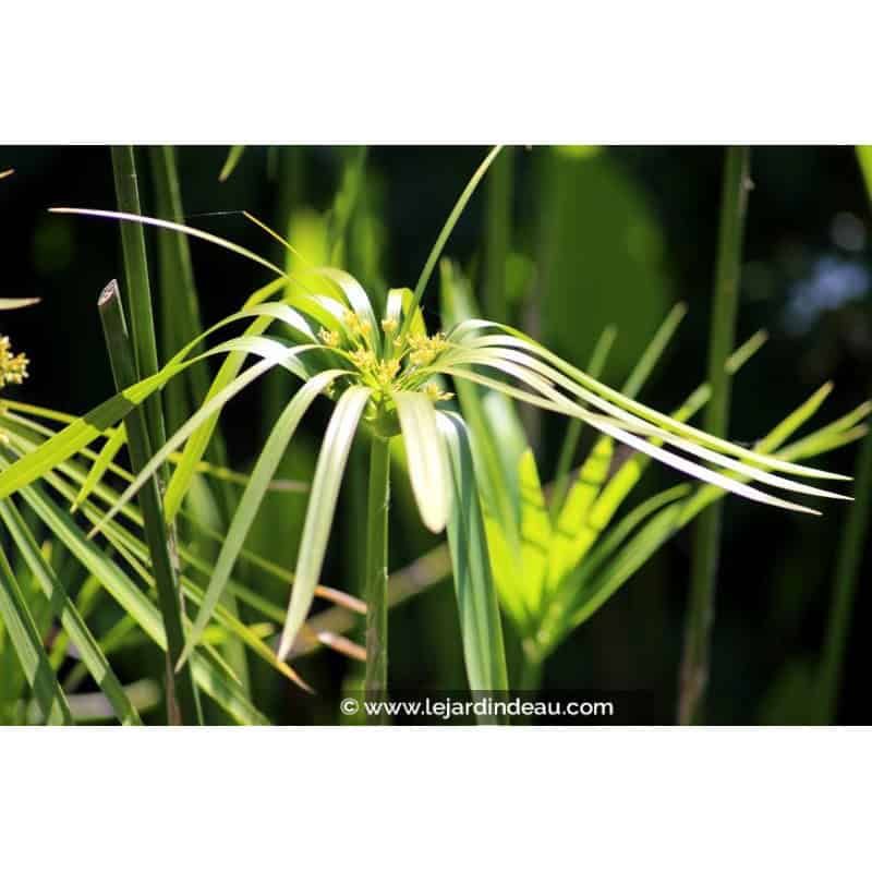 CYPERUS alternifolius CYPERUS alternifolius