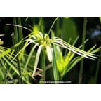 CYPERUS alternifolius CYPERUS alternifolius