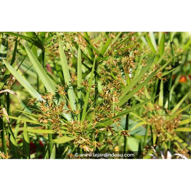 CYPERUS alternifolius CYPERUS alternifolius