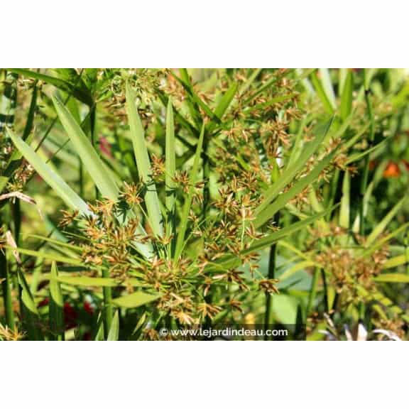 CYPERUS alternifolius