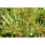 CYPERUS alternifolius CYPERUS alternifolius