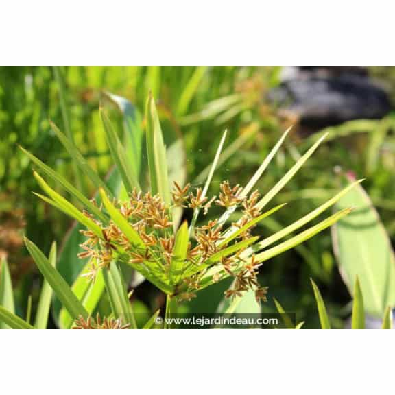 CYPERUS alternifolius