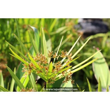 CYPERUS alternifolius - Souchet à feuilles alternes / Plante ombelle / Faux papyrus