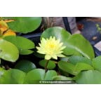 NYMPHAEA 'Joey Tomocick' NYMPHAEA 'Joey Tomocick'