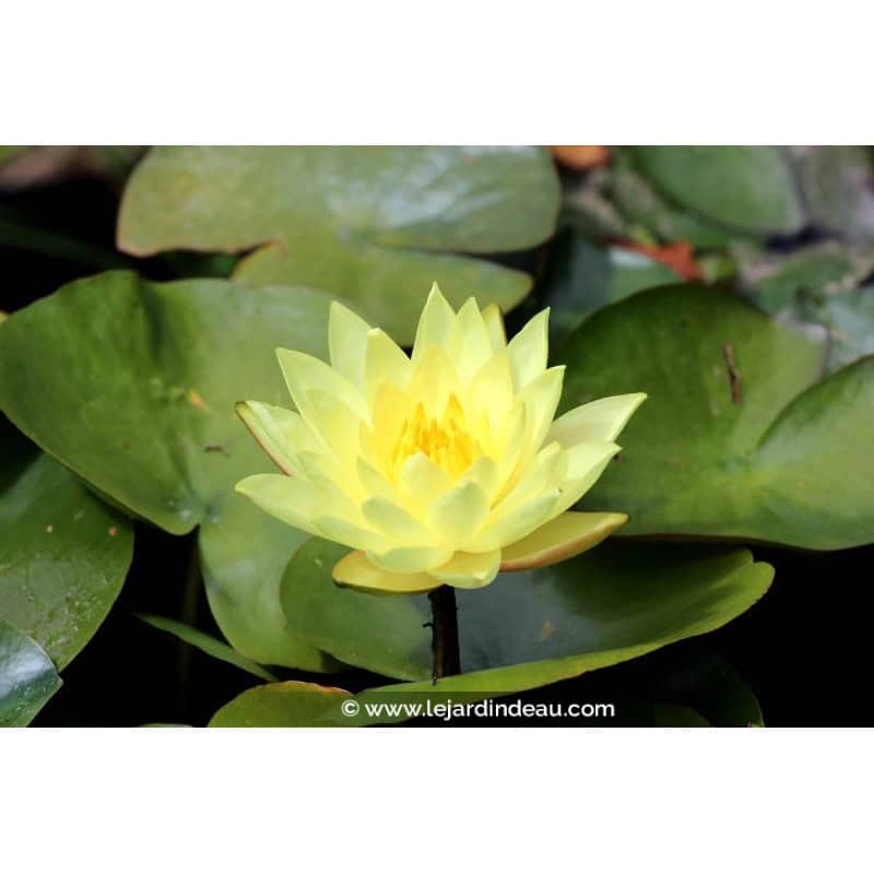 NYMPHAEA 'Joey Tomocick' NYMPHAEA 'Joey Tomocick'
