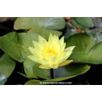 NYMPHAEA 'Joey Tomocick' NYMPHAEA 'Joey Tomocick'