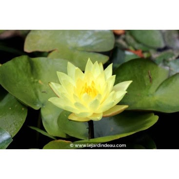 NYMPHAEA \'Joey Tomocick\' - Nénuphar