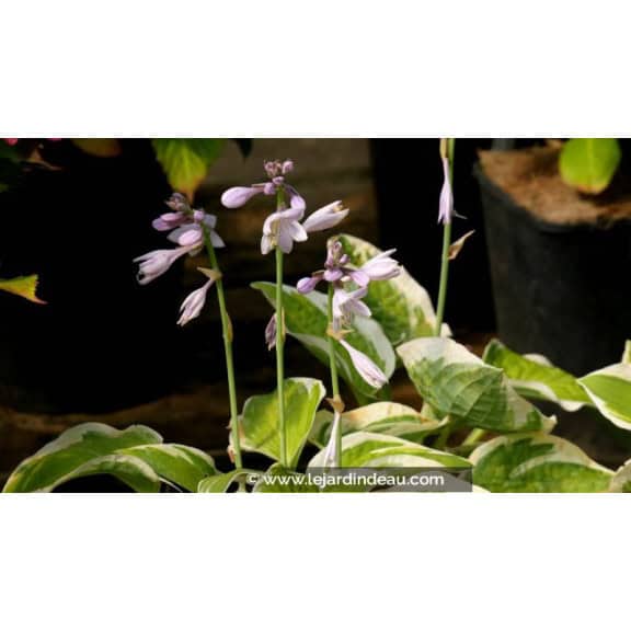 HOSTA 'Wide Brim'