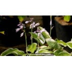HOSTA 'Wide Brim' HOSTA 'Wide Brim'