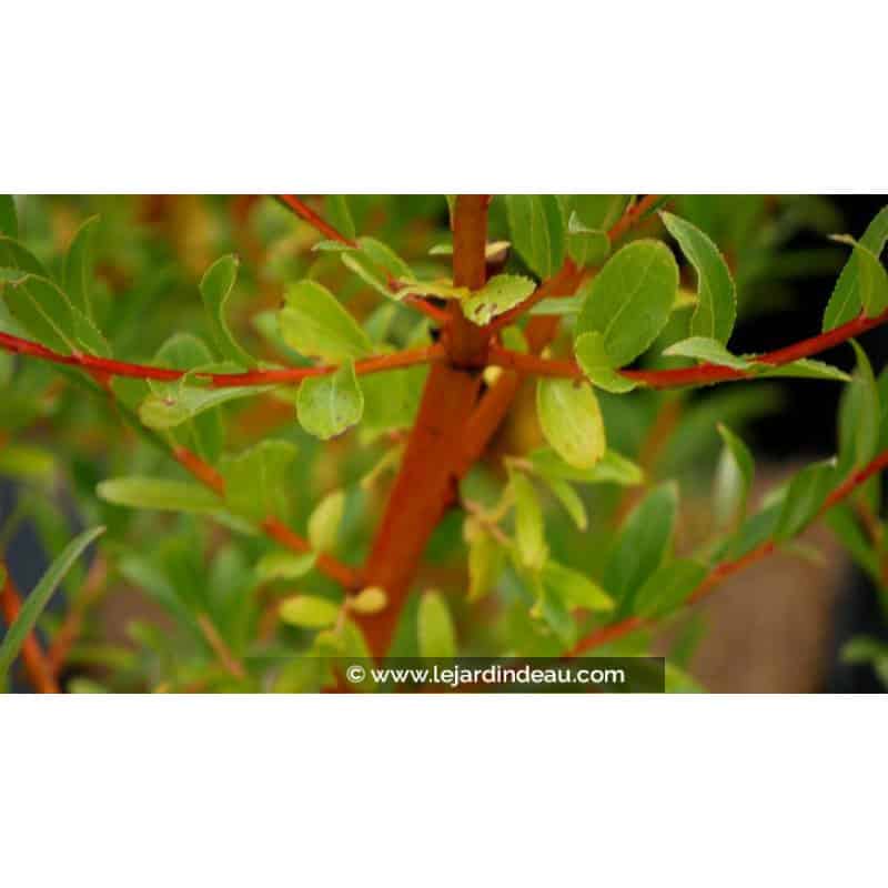 SALIX alba 'Yelverton' SALIX alba 'Yelverton'