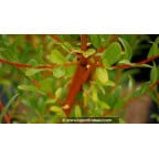 SALIX alba 'Yelverton' SALIX alba 'Yelverton'