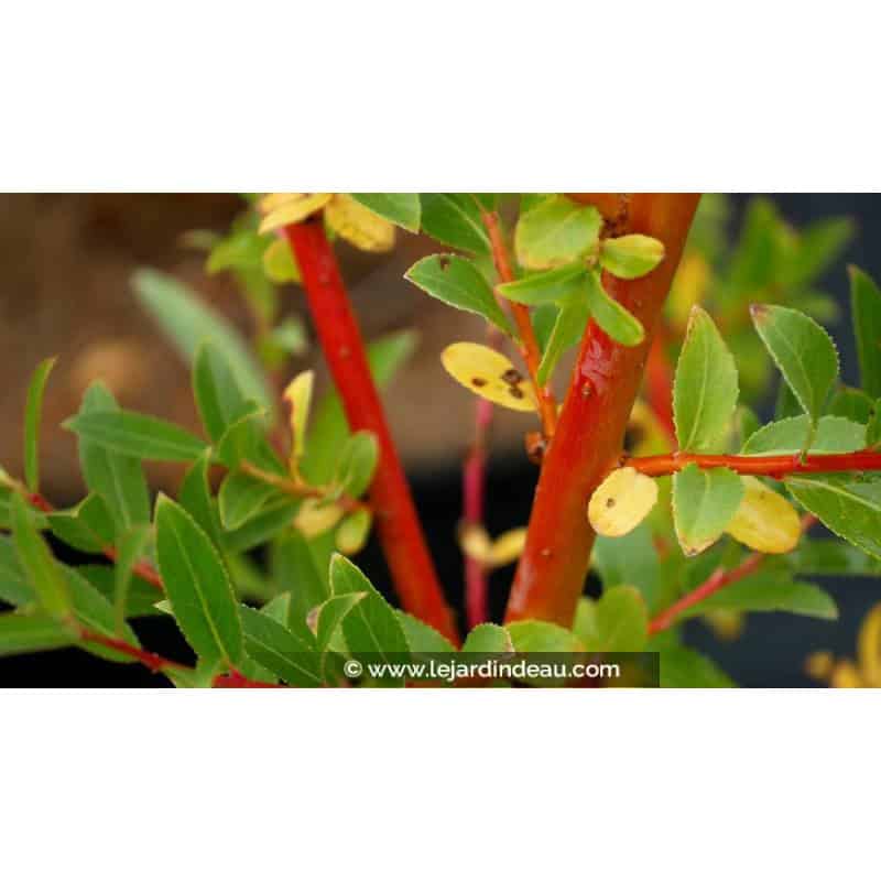 SALIX alba 'Yelverton' SALIX alba 'Yelverton'