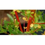 SALIX alba 'Yelverton' SALIX alba 'Yelverton'