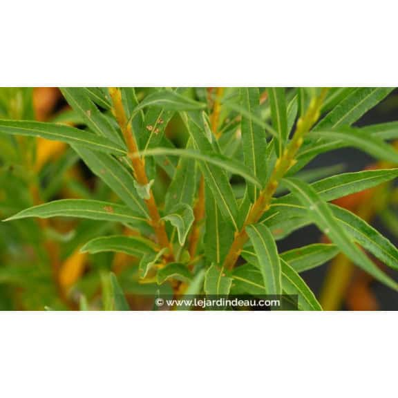 SALIX alba 'Vitellina'