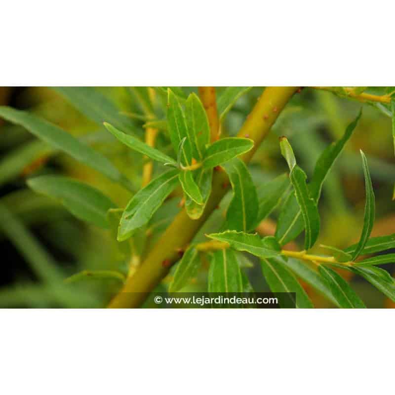 SALIX alba 'Vitellina' SALIX alba 'Vitellina'