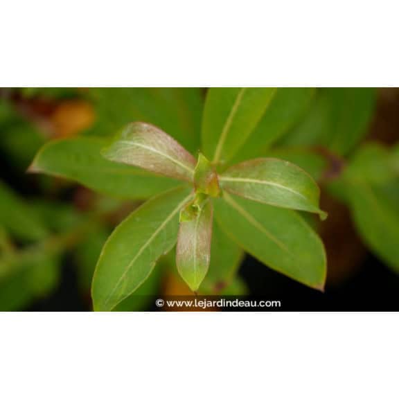 SALIX gracilistyla 'Melanostachys'