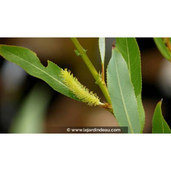 SALIX triandra 'Semperflorens'