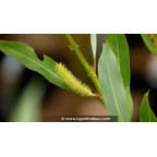 SALIX triandra 'Semperflorens' SALIX triandra 'Semperflorens'