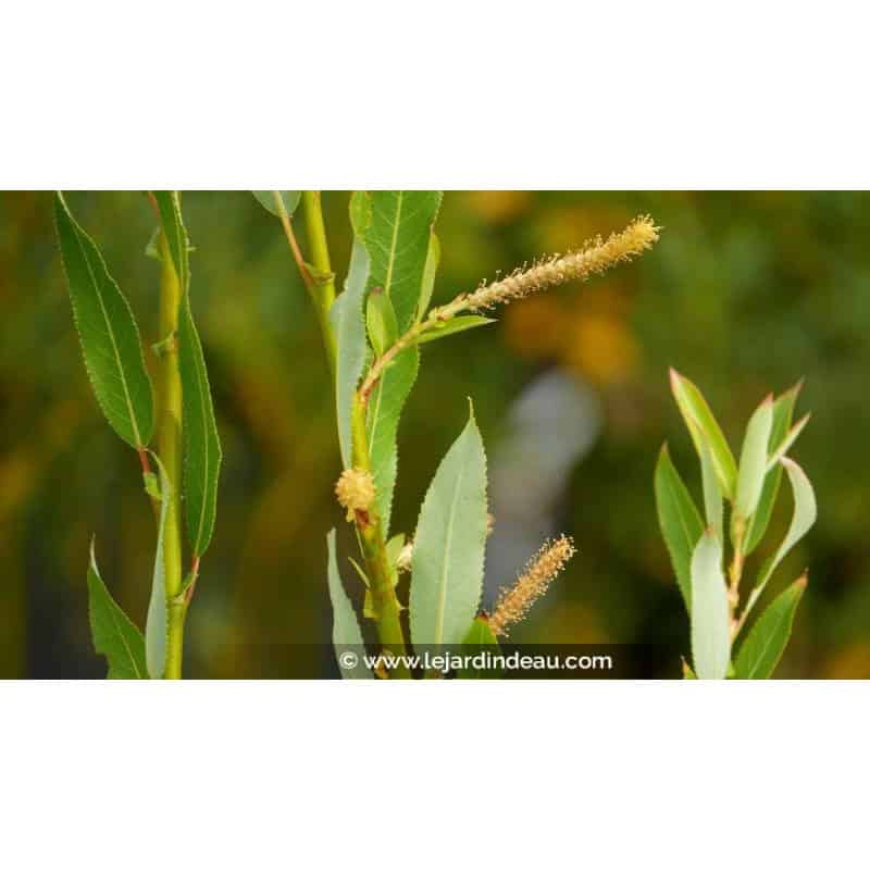 SALIX triandra 'Semperflorens' SALIX triandra 'Semperflorens'